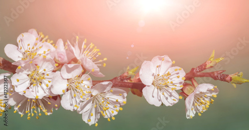 Fototapeta Naklejka Na Ścianę i Meble -  Spring flowers of apricot tree on the branches.