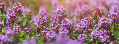 Banner field of blooming pink thyme.