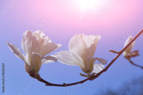 White magnolia flowers in the sun.