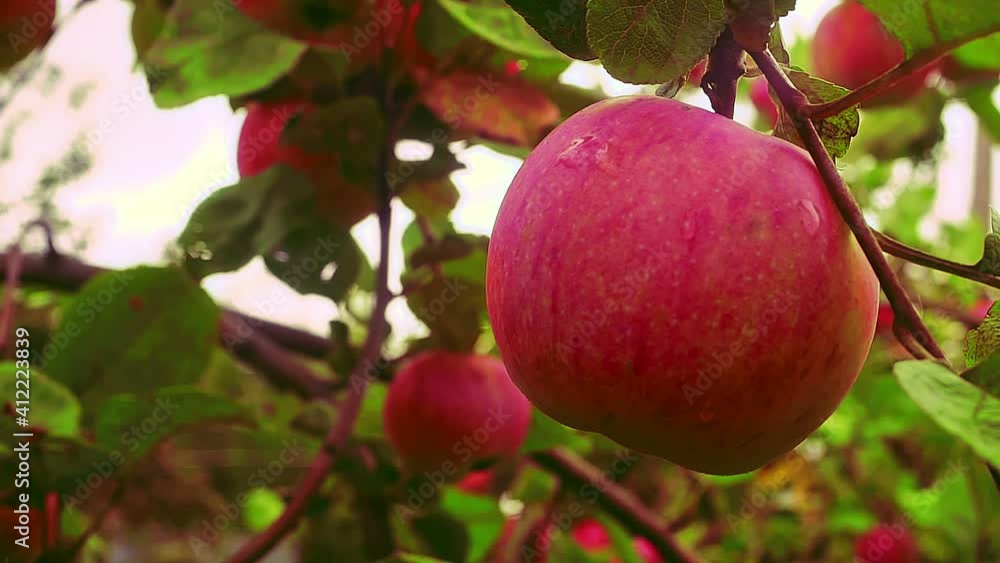 red ripe round apple in the garden after rain red ripe round apple in the garden after rain