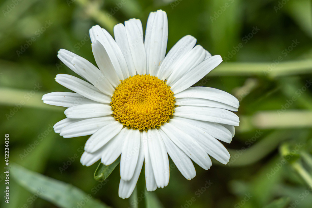 Obraz premium One Beautiful Daisy