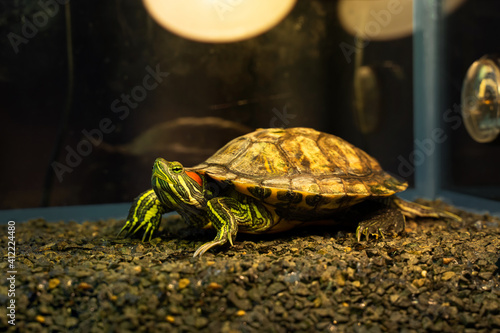 Red-eared turtle in a home terrarium. Reptile sitting under a heat lamp