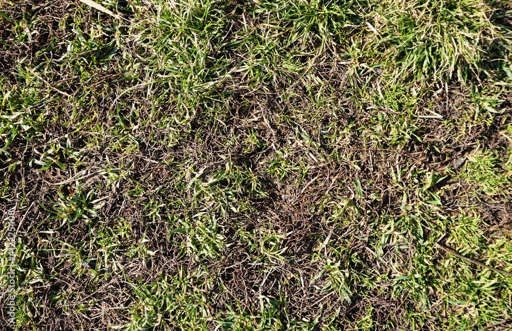 grass grass