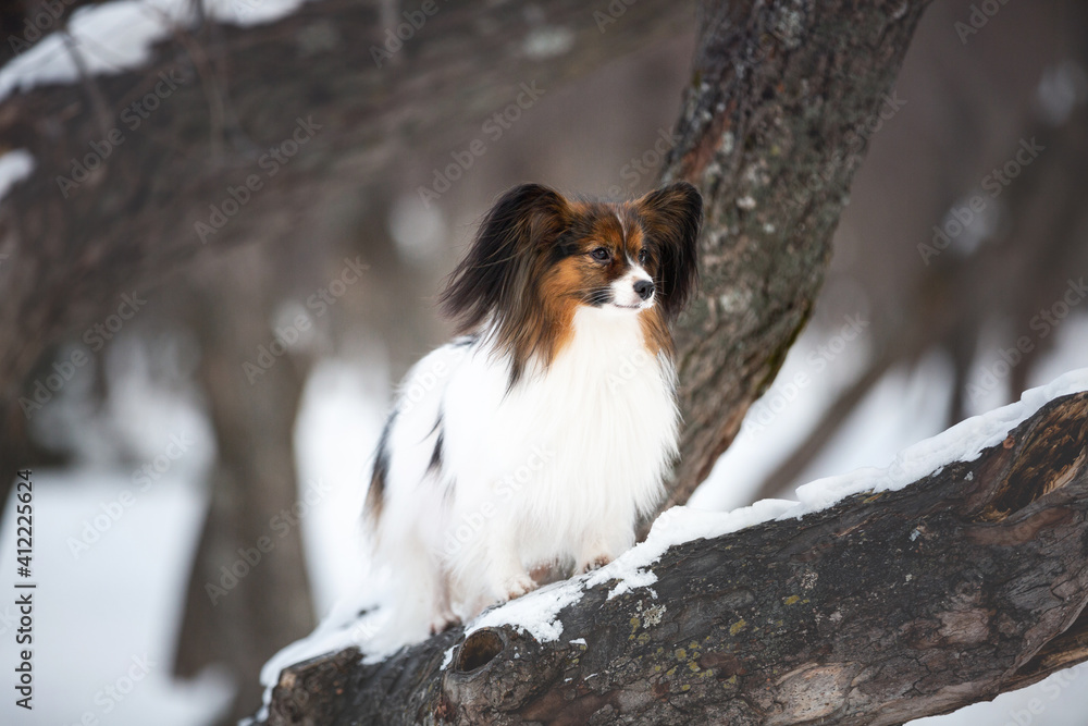 Cute Papillon dog standing on the tree in the forest in winter. Beautiful and happy Continental toy spaniel outdoors