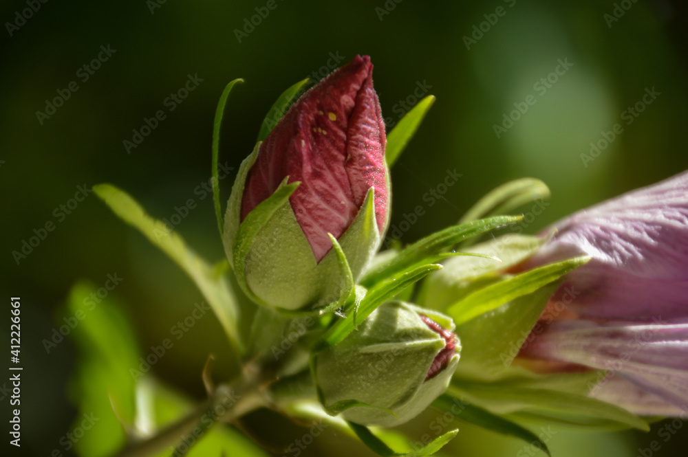 Pink rose bud Pink rose bud