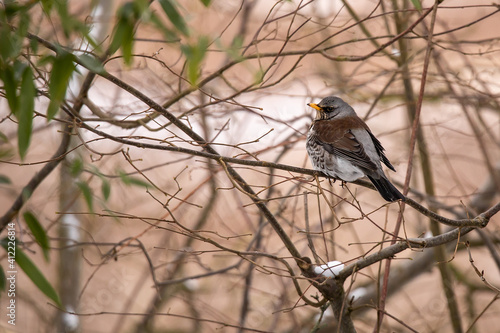 Fieldfare (Turdus pilaris) in Winter