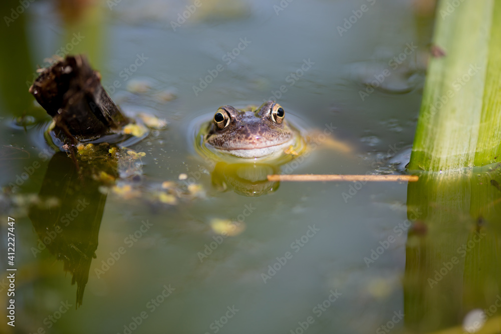 Obraz premium frog in the pond