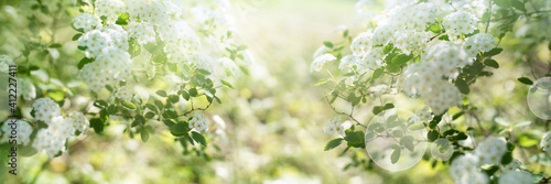 White blooming spirea shrub in sunny spring. Seasonal background mit hellem bokeh and and short depth of field. Space for text.