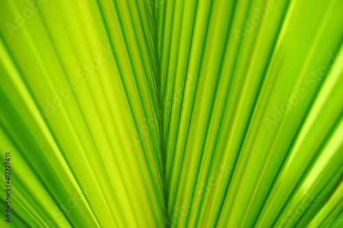 Green leaf close up with copy space. Used for background. Nature wallpaper concept.