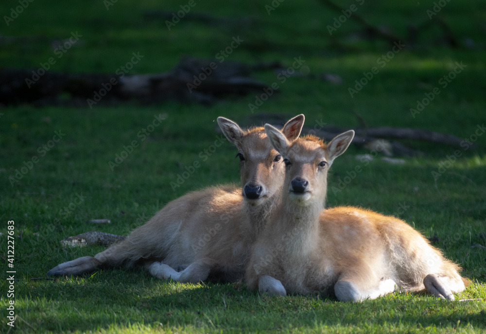 two cut deers in a park