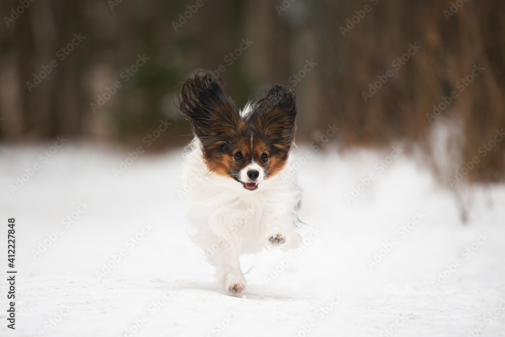 Cute Papillon dog running on the snow path in winter