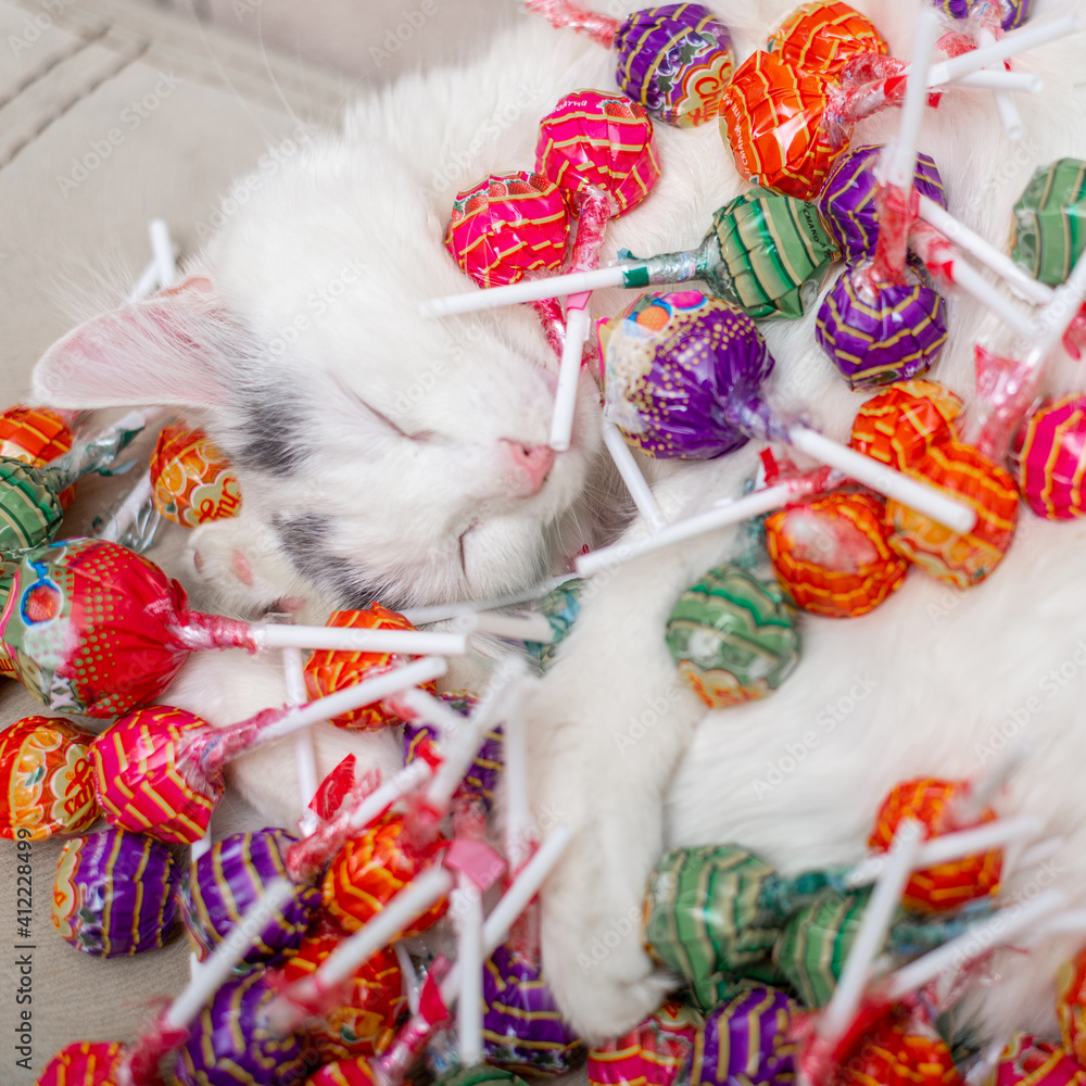 Kiev, Ukraine - February 07, 2021: Chupachups candies lie on a sleeping white cat.