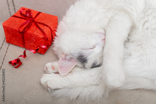 Gift in a red package and a sleeping white cat.