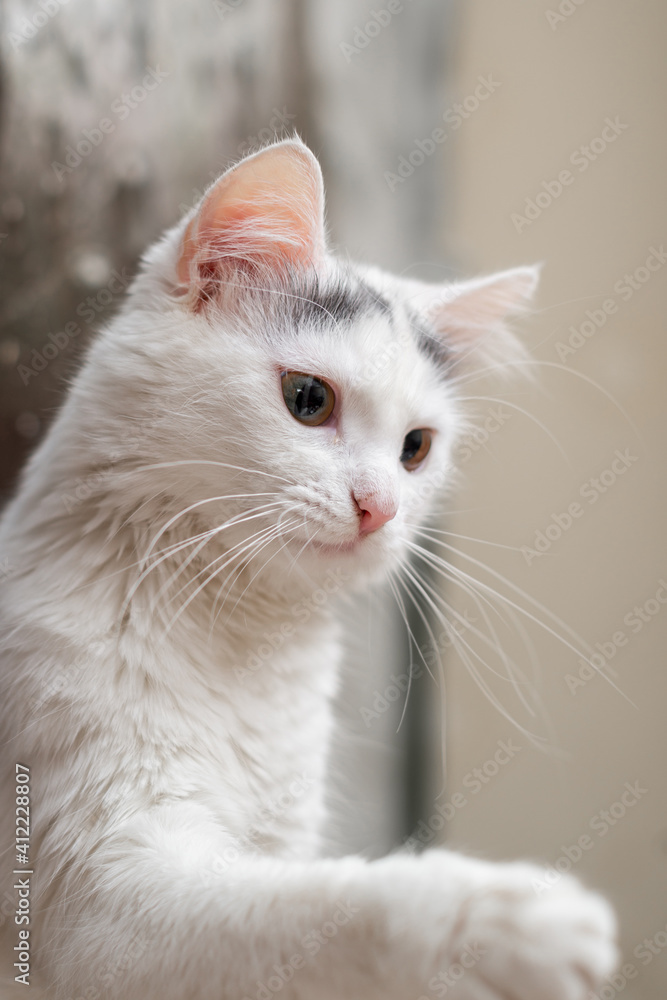 The white cat is holding a raised paw. The white cat is holding a raised paw.