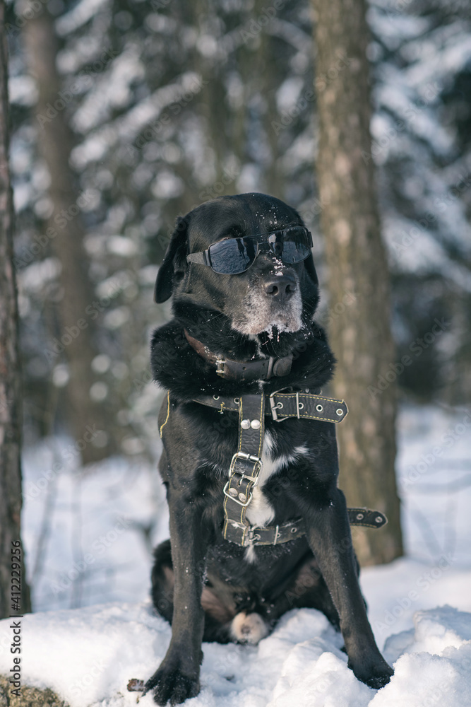 Black Labrador Retriever photographed with glasses in the winter forest. Black Labrador Retriever photographed with glasses in the winter forest.