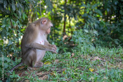 Monkey sitdown in side forest © pumppump