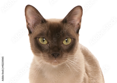 Burmese Cat