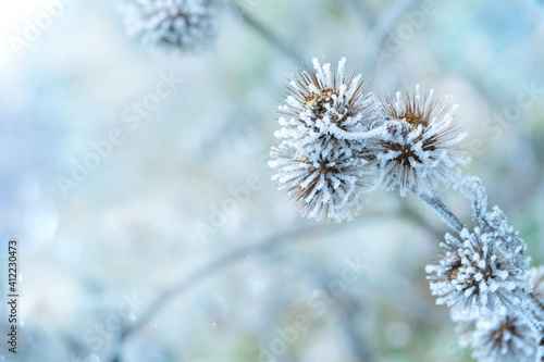 The plant covered with frost. Dry thorny burdock in winter on a blurry background. Thistle, bur, burdock, thorn, Arctium. Winter natural background. Burdock in selective focus © Yamagiwa