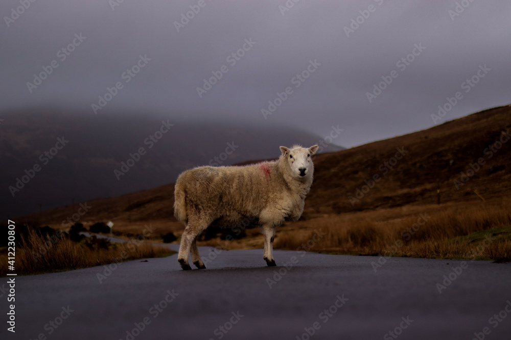 Fototapeta premium sheep in the mountains