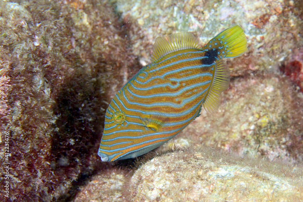 クマドリの幼魚 クマドリの幼魚
