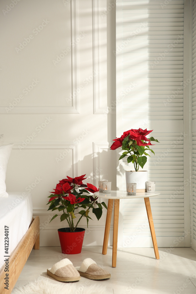 Fototapeta premium Poinsettias in light cozy room. Interior design