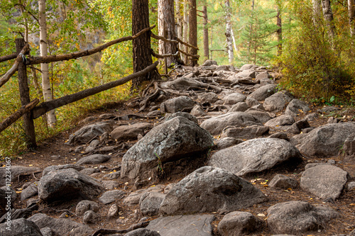 trail in the forest