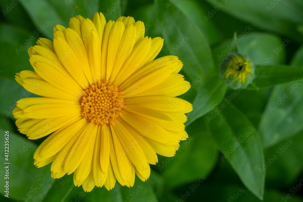 Yellow Marigold in Bloom. Calendula officinalis. In the background a blurry flower bud. It belongs to the Asteraceae family. The flower is about 5 cm tall, with green blunt leaves. One-year plant. Yellow Marigold in Bloom. Calendula officinalis. In the background a blurry flower bud. It belongs to the Asteraceae family. The flower is about 5 cm tall, with green blunt leaves. One-year plant.