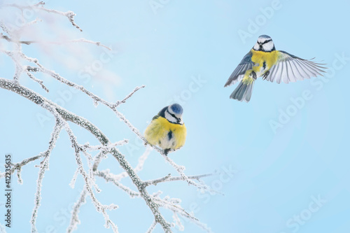 two birds blue tits sit and fly on the branches covered with white frost in t...