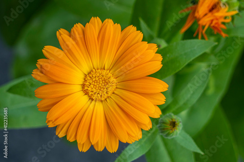 Orange flower of Marigold bloom. Calendula officinalis. In the background als a flower bud and an overblown bud. It belongs to the Asteraceae family. It is a one-year plant and with green blunt leaves