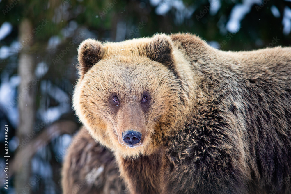 Obraz premium the bear walks in the woods in wintertime