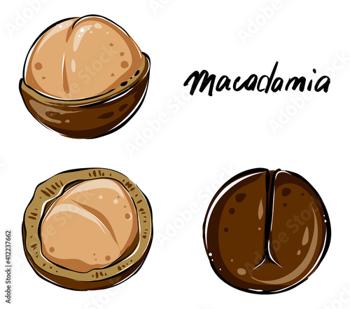 Set of macadamia nuts, color, vector