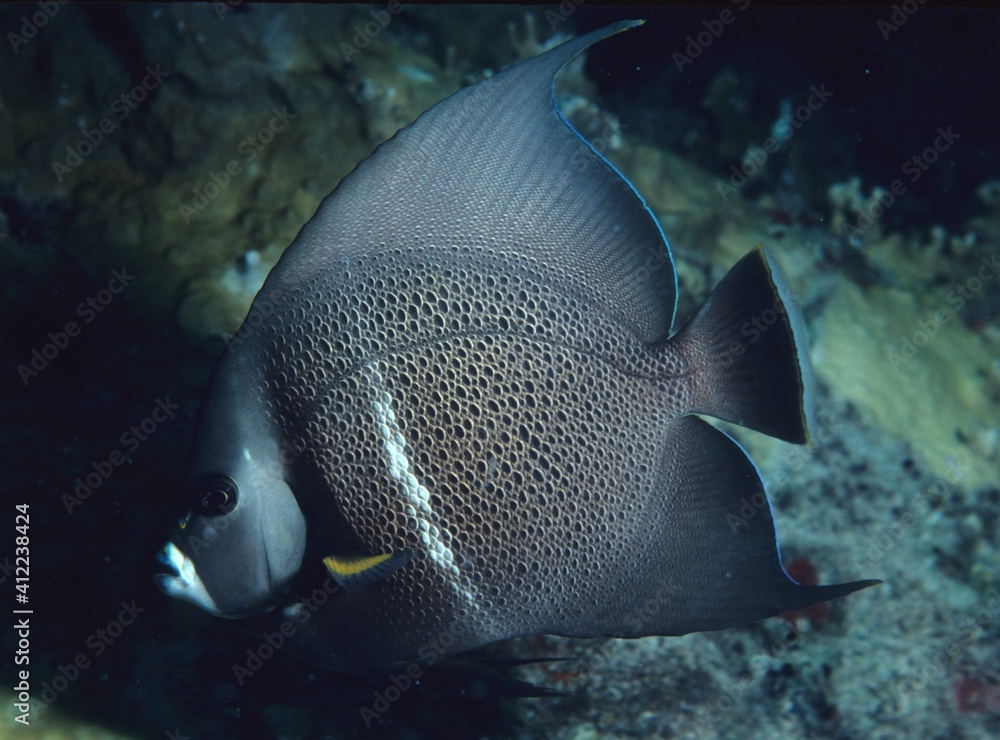 Gray angelfish (Pomacanthus arcuatus), Underwater photography , Caribbean Reef and Shallow Water Fish