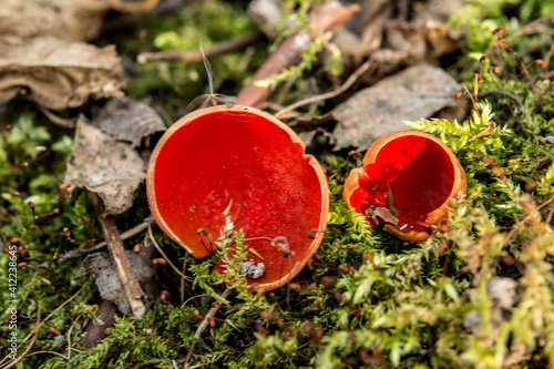 Sarcoscypha coccinea (scarlet elf cup, scarlet elf cap, or the scarlet cup) photo