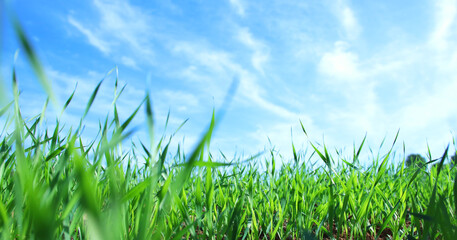 low angle view of fresh grass against blue sky with clouds. freedom and renewal concept