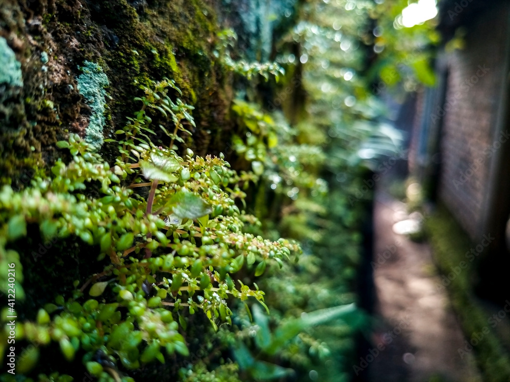 Fototapeta premium closeup nature view of green leaf background