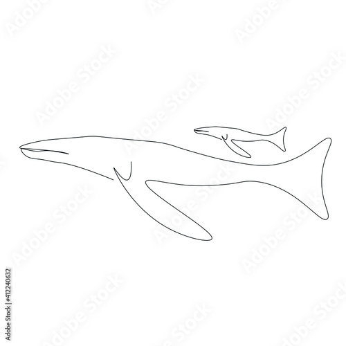 Fototapeta Naklejka Na Ścianę i Meble -  Whales animal line drawing. Vector illustration