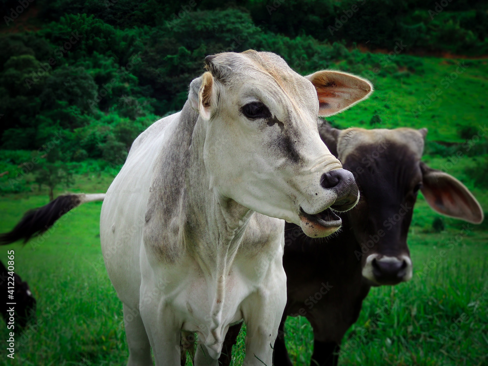 Large front view image of a nellore young female white cow walking free in the green meadow field - Animal liberation Concept with selective focus and blurred background