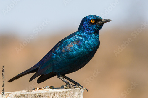 Cape Glossy Starling on a fence post in the wilds of South Africa