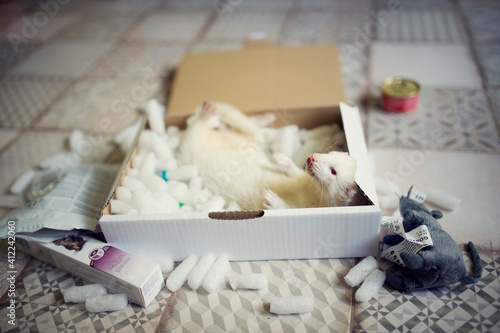 Young ferret plays in the play box. Curious animal pet in home with toys