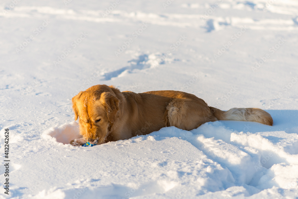 A beautiful Golden Retriever lying down outside in white snow at morning.