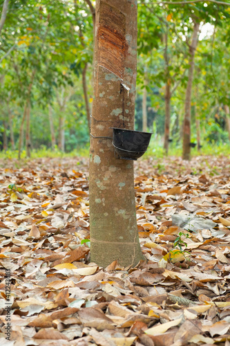 Rubber tree garden in Asian. Natural latex extracted from para rubber plant.The black plastic cup is used to measure the latex from the tree.