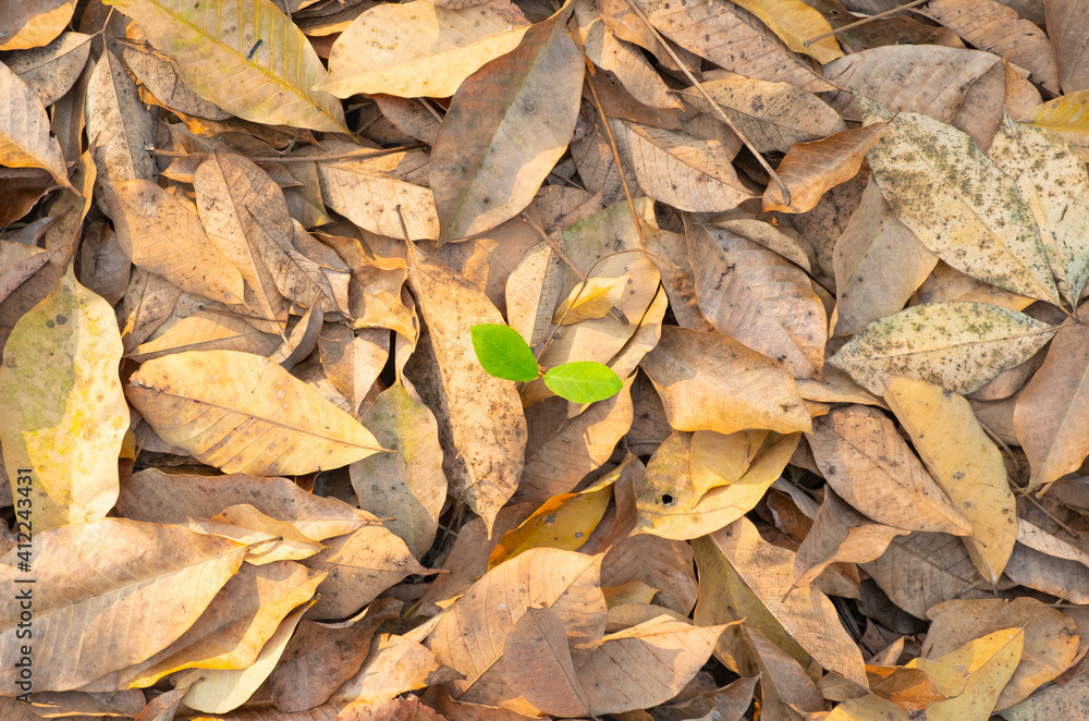 Dry leaves falling from trees. The leave tree falling on autumn on summer. Dry leaves falling from trees. The leave tree falling on autumn on summer.