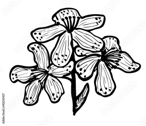 Outline drawing of three inflorescences of a medicinal St. John's wort flower