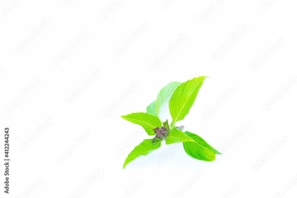 Basil leaves in white background.green leaves.herbal leaf.Herbs for health.basil asian.green basil on white background. Basil leaves in white background.green leaves.herbal leaf.Herbs for health.basil asian.green basil on white background.