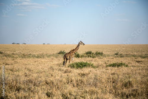 Giraffe in the middle of the savannah