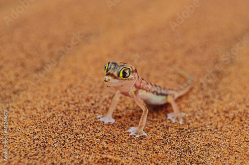 Small lizard in Nambian desert