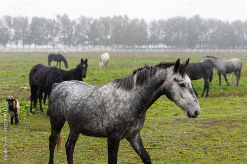 Beautiful Horses at farm on the pasture © ArtmediaworX