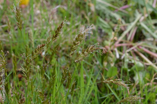 sweet grass or holy grass, Hierochloe odorata, mannagrass, Anthoxanthum odoratum, Muhlenbergia filipes photo