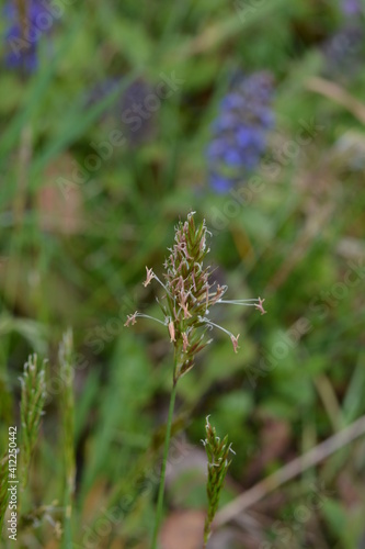 sweet grass or holy grass, Hierochloe odorata, mannagrass, Anthoxanthum odoratum, Muhlenbergia filipes photo