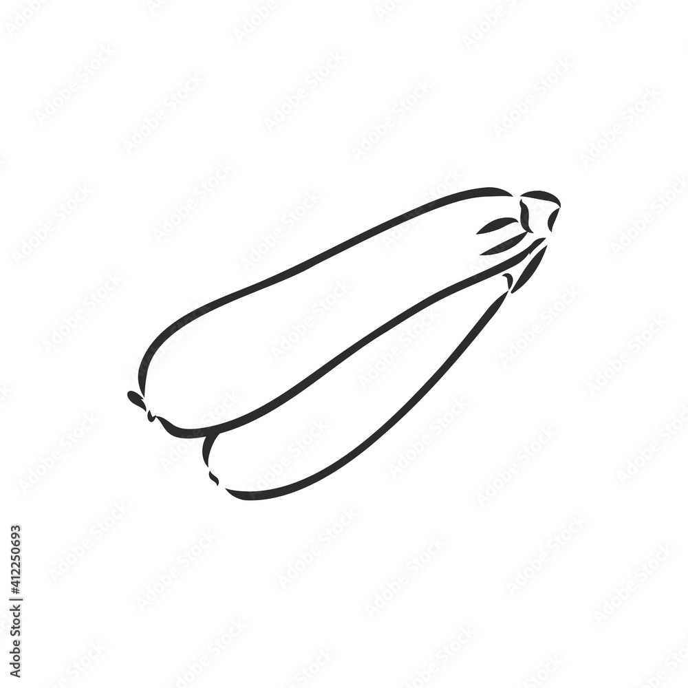 Zucchini. Vector hand drawn vegetables isolated on white background. zucchini, vector sketch illustration Zucchini. Vector hand drawn vegetables isolated on white background. zucchini, vector sketch illustration